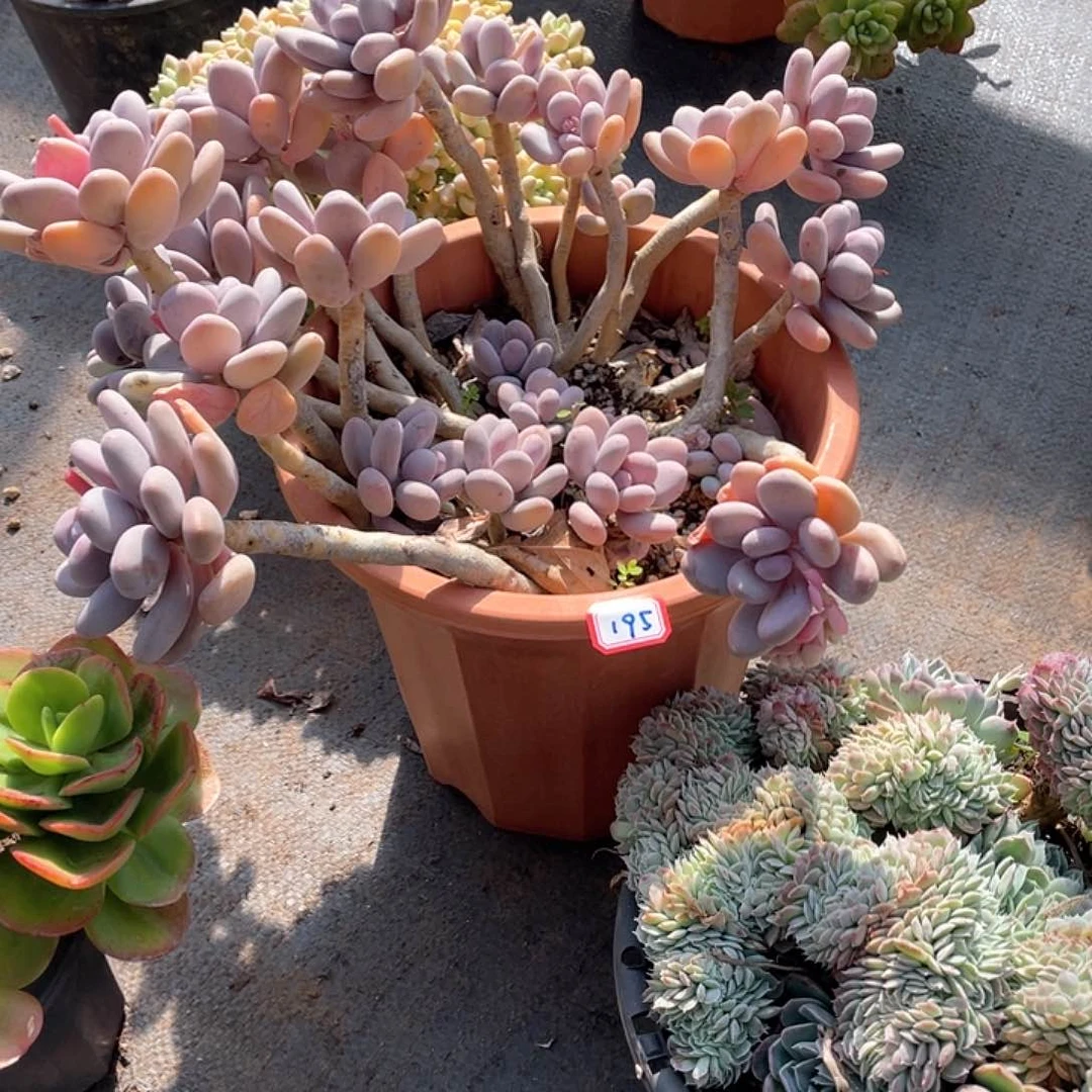 195桃美人 一物一拍多肉