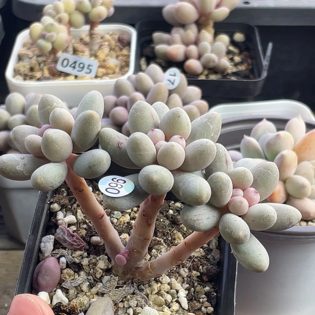 哈***戈仙子奶酪多肉植物