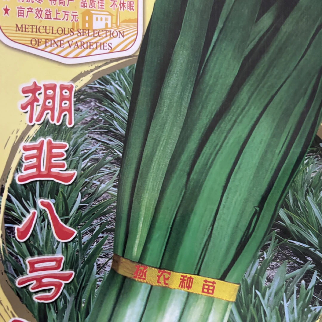 不休眠耐寒耐热高产抗病宽叶白根韭菜种子适合南北方播种