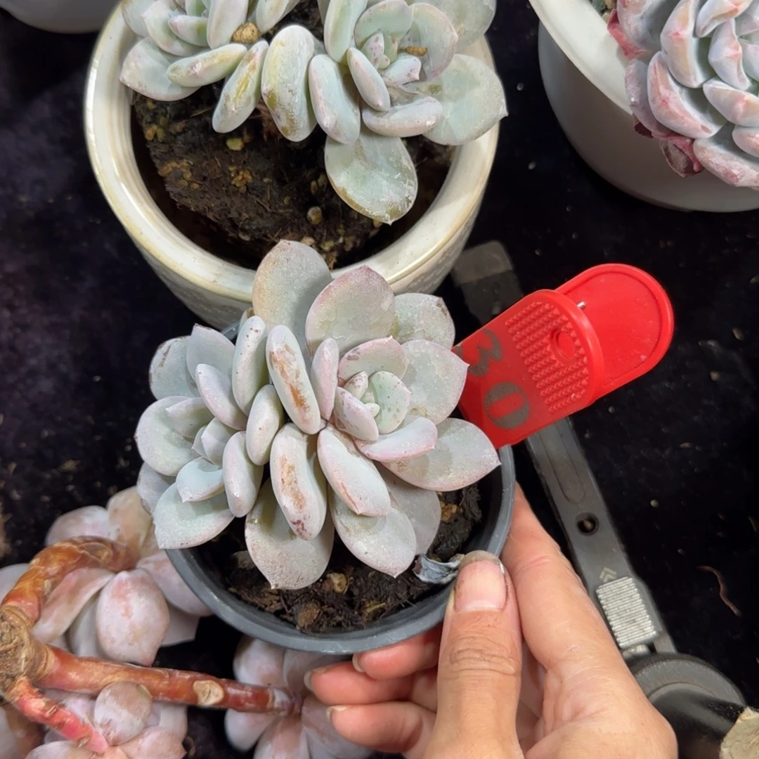 晓***7两颗韩版奶茶一物一拍30