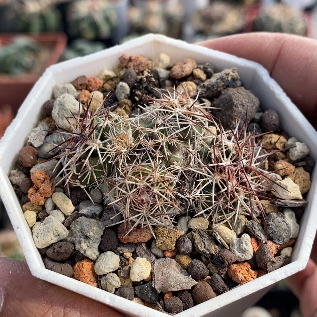 植播园艺戴维斯虾群