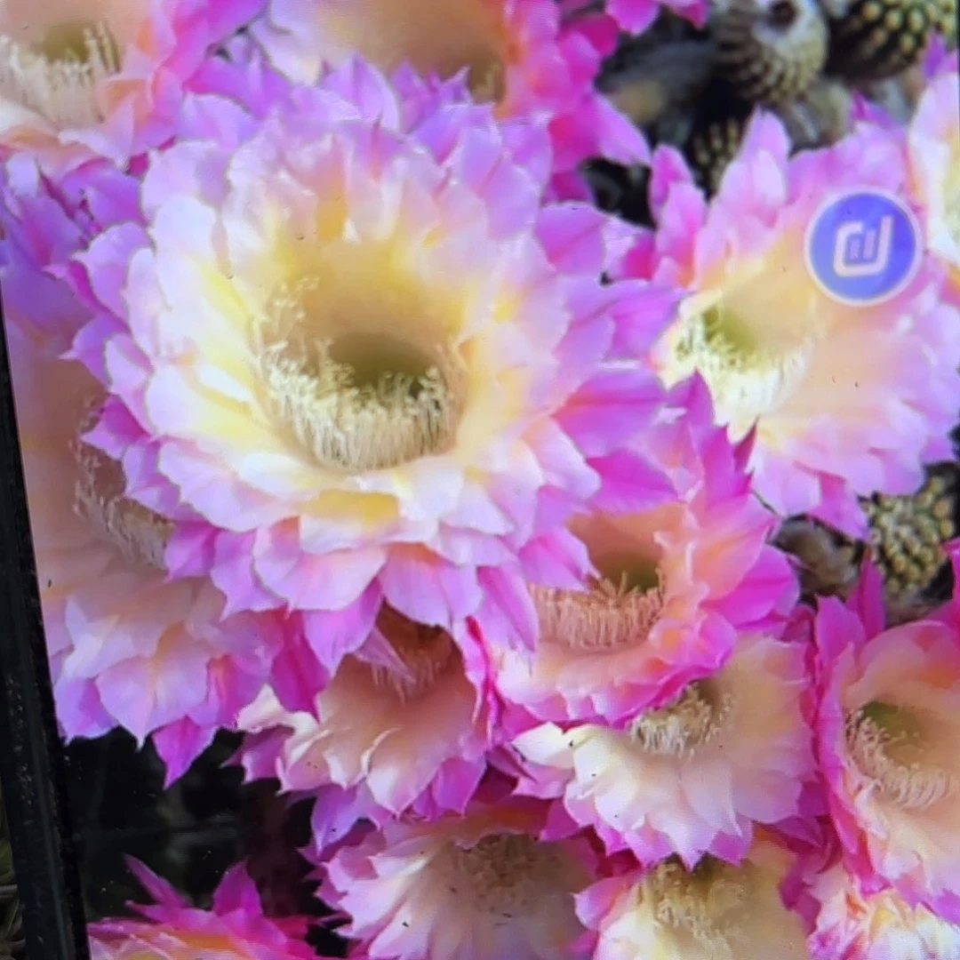 马丙彩侧牙28包邮24