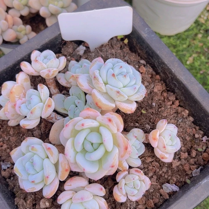 健健康康平平安安