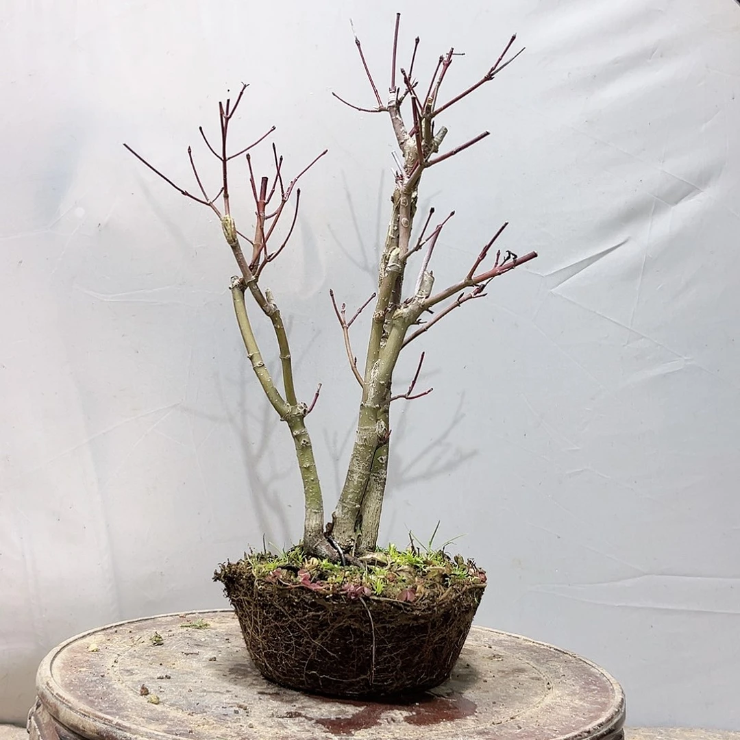 西*谢高端盆栽红枫