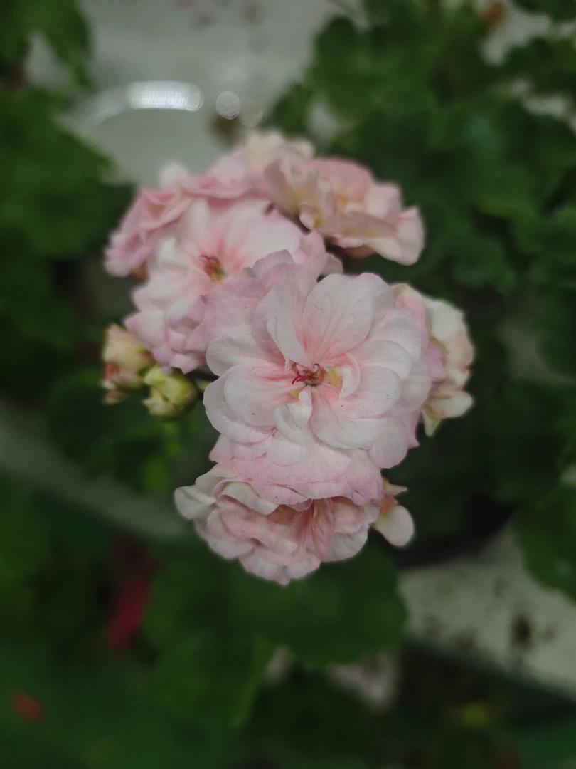 马赛天竺葵重瓣直立系天竺葵