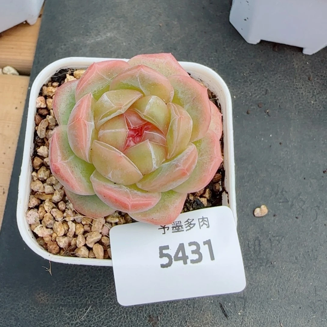 栀子花，5431多肉植物