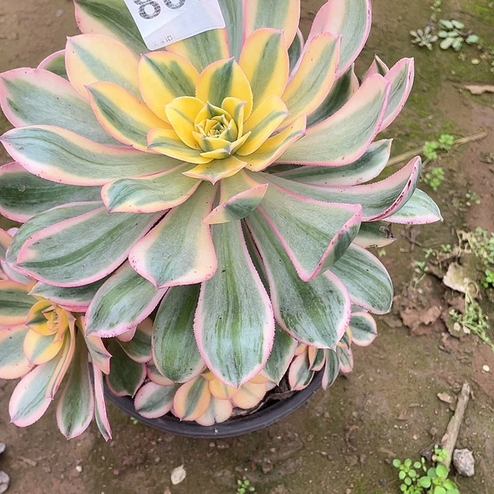 多肉多肉法师809