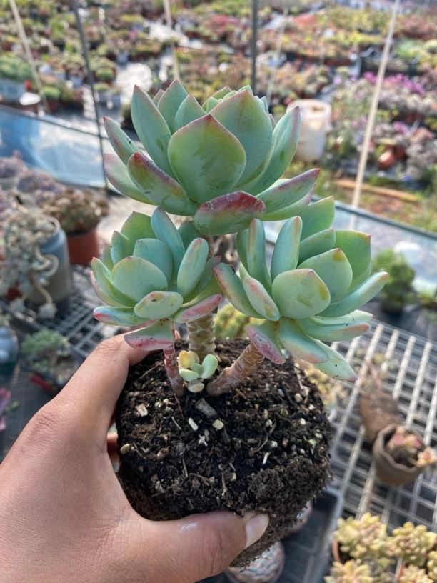 白月光小老桩多肉植物 满9.9包邮