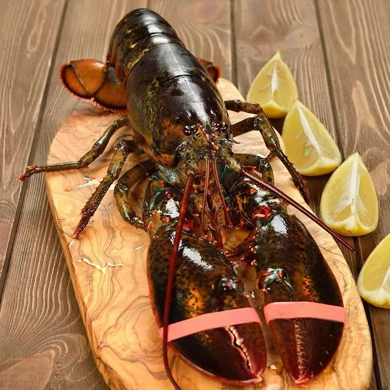 （新年囤货专享）波士顿龙虾大龙虾 液氮锁鲜冻发