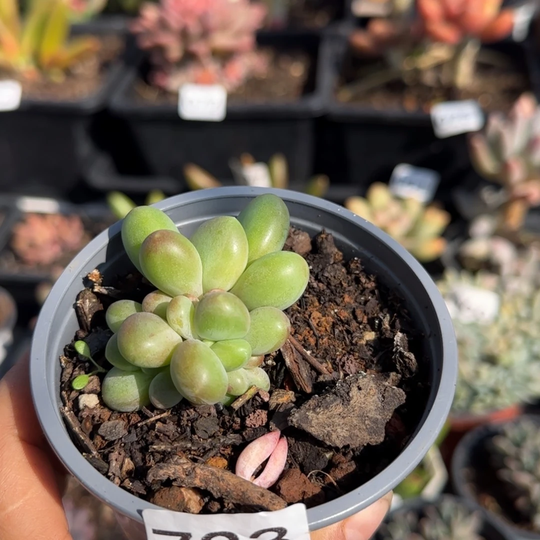 733号一物一拍一物一拍一物一拍