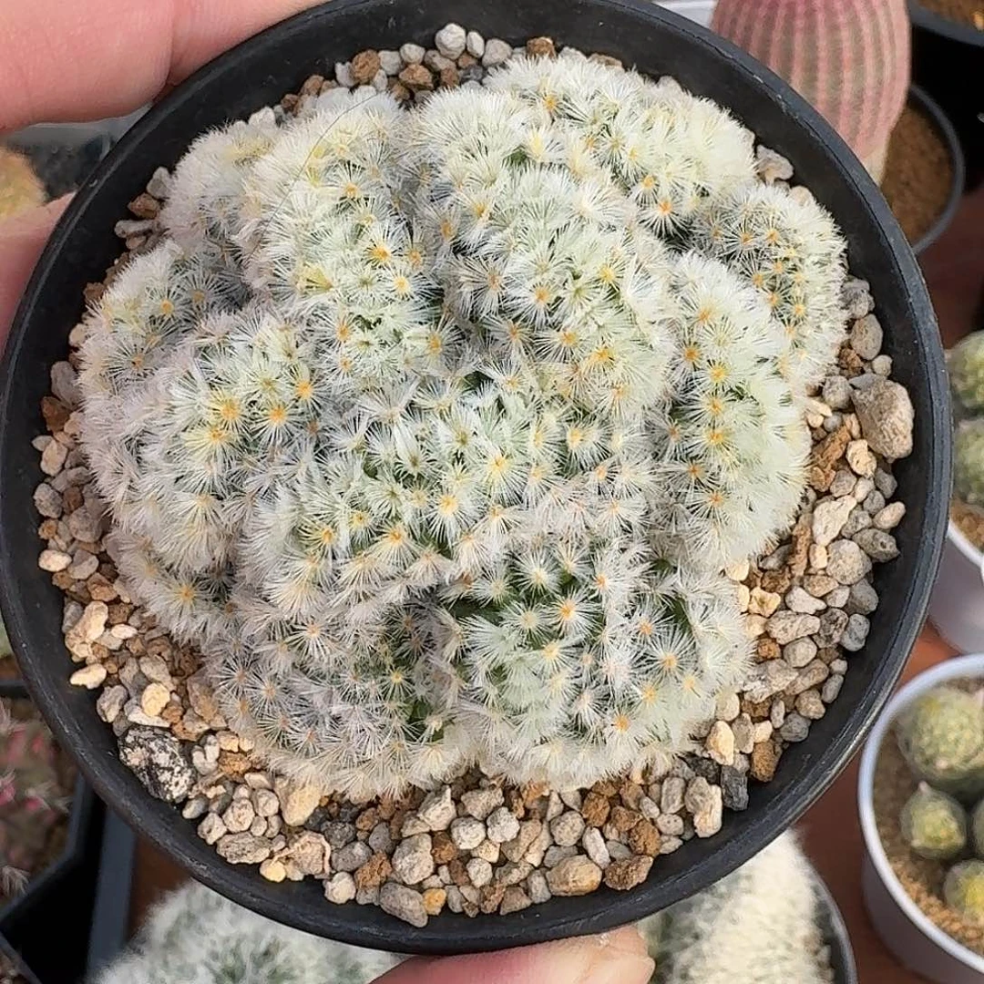 苹***果嘉文丸缀花开花好看