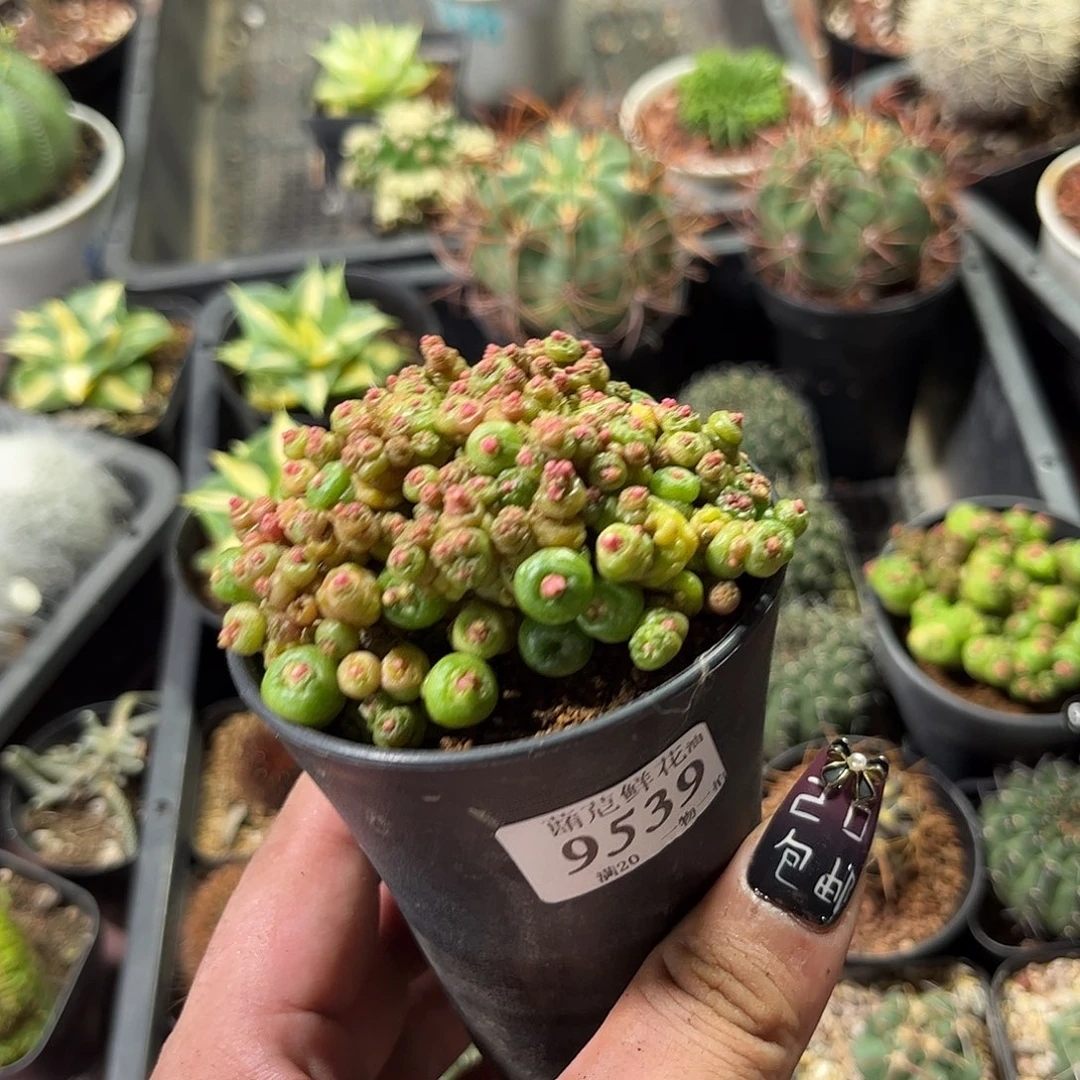 w***l9539一物一拍单头发货