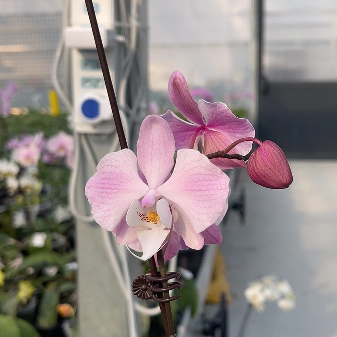 少量花朵（建议范围：2朵-5朵 或40%以下）编号152。2314