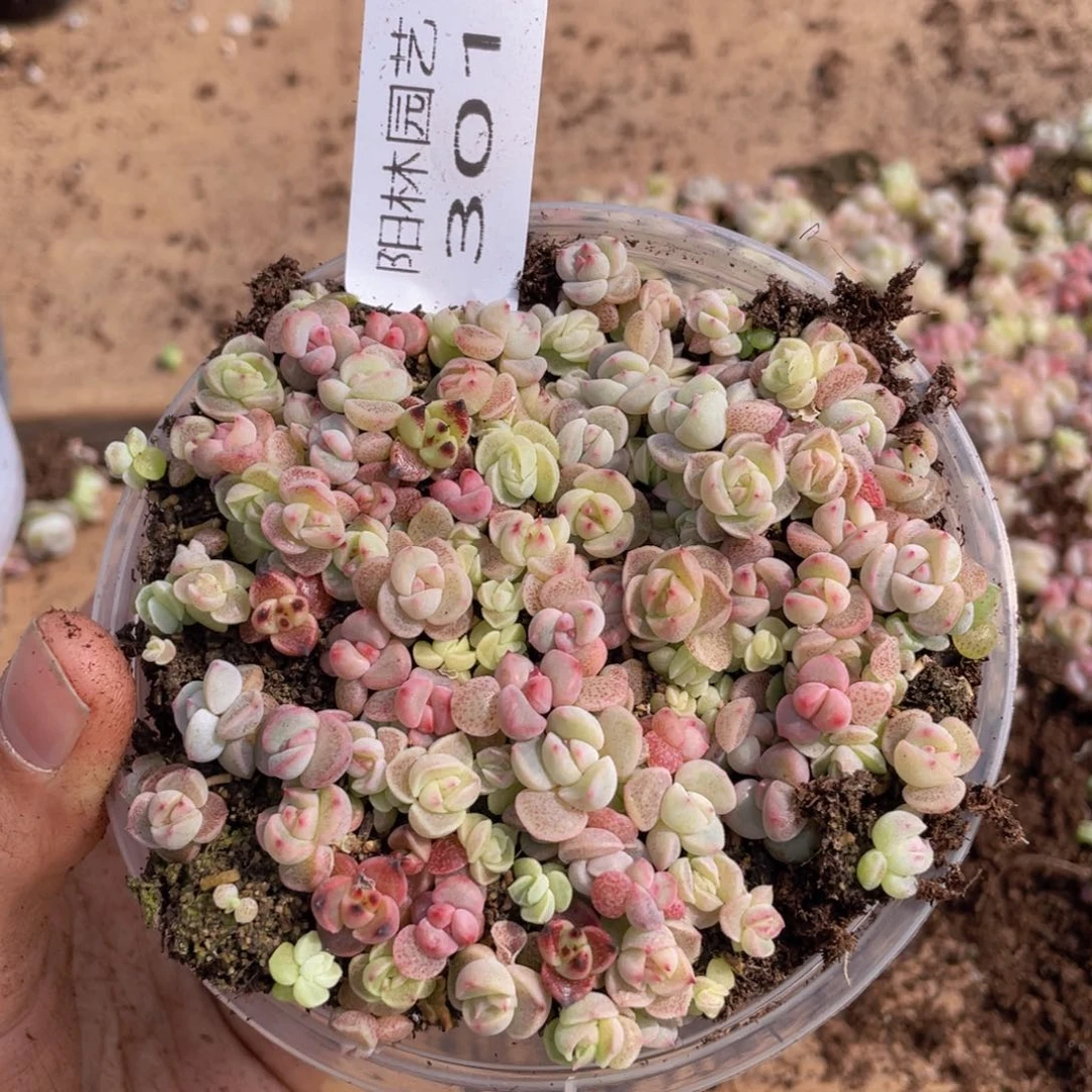 多肉植物多肉植物301