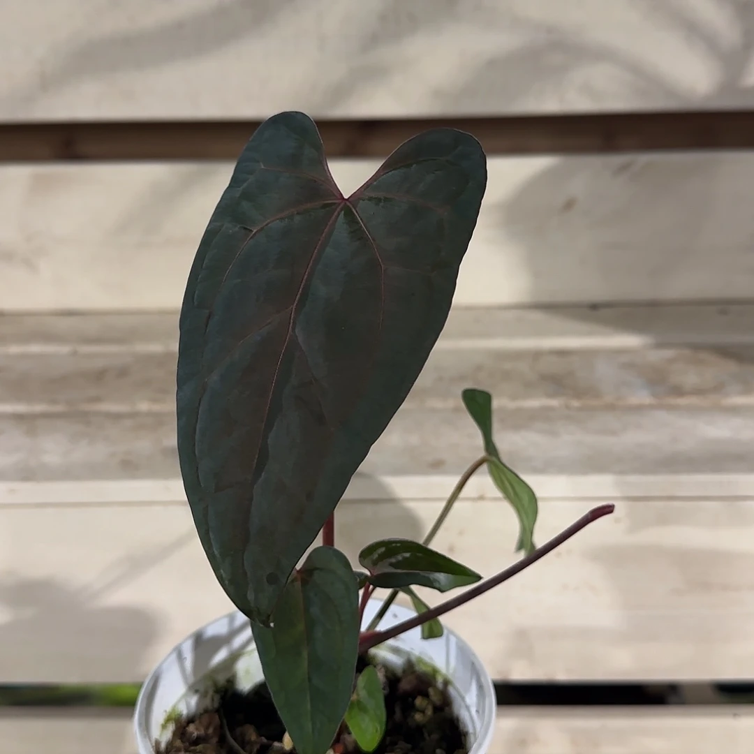 无花朵黑桃杂黑凤凰