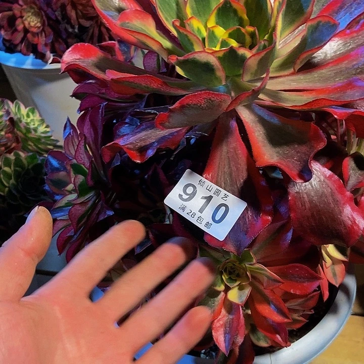 皮**裆910号多肉植物魅影