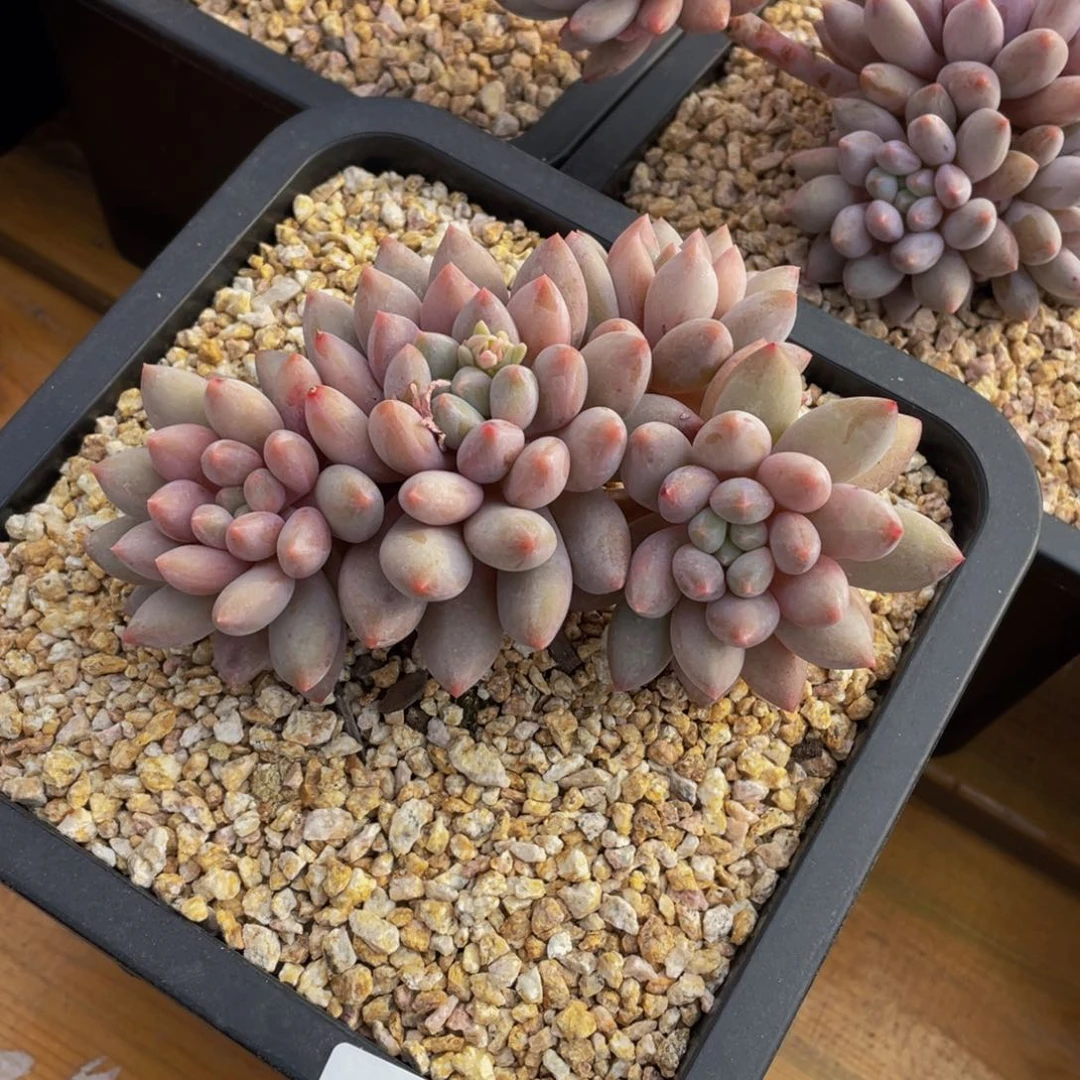 0218-30-半夏老庄。。。。