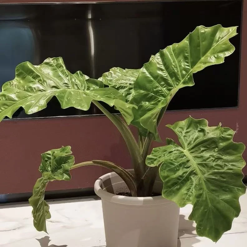 波尔图巨浪海芋盆栽耐热好养室内易养护客厅C位必备绿植