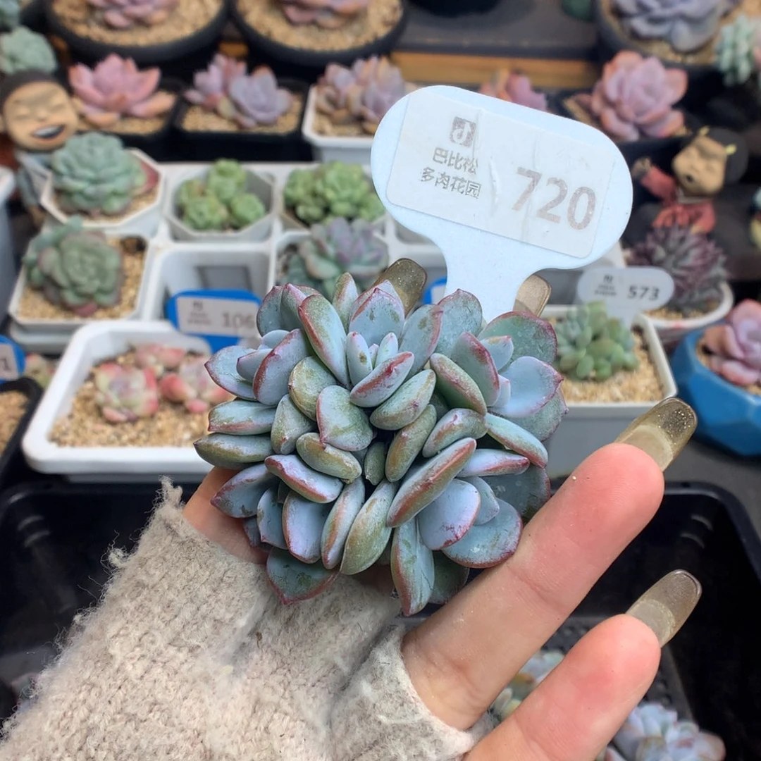 I***猫720奶茶多肉植物一物一拍
