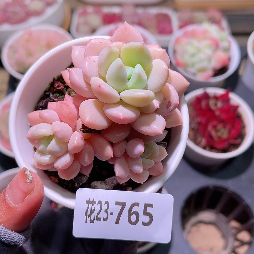 花23-765玉兔小群