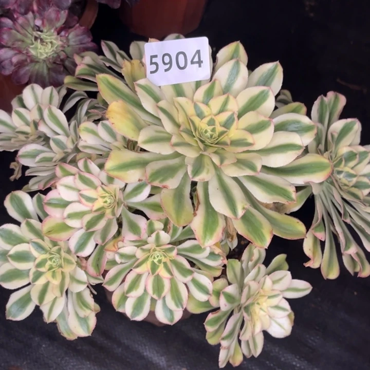 白兰地特价多肉发货