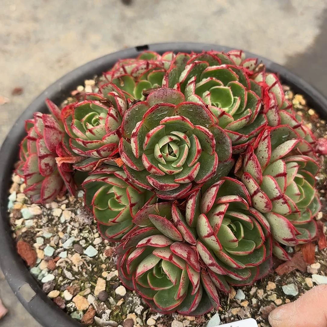 同温层多肉伊丽莎白318