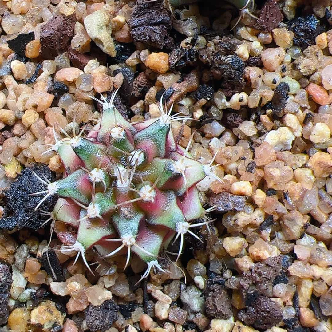 大***️当前无花栽培后可以开花287