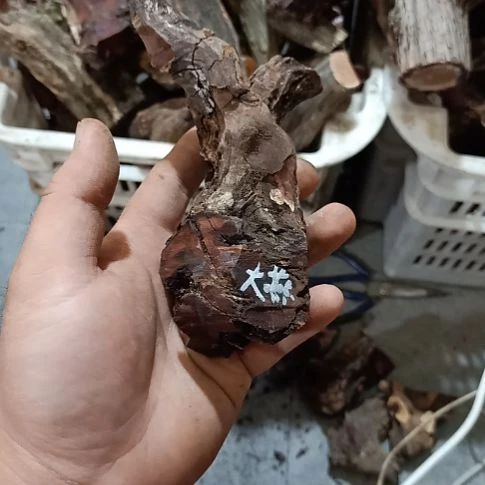 大***者大果紫檀（缅甸花梨）