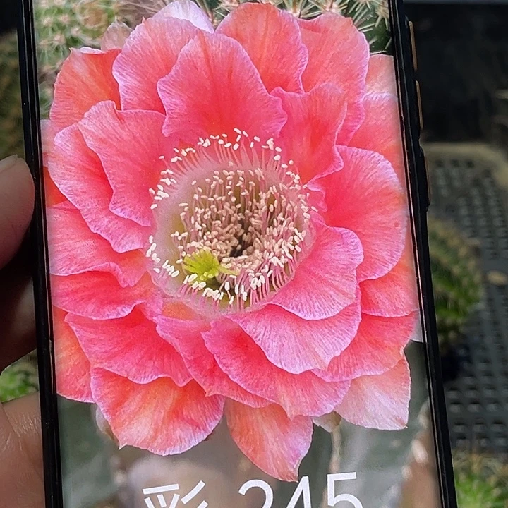 彩245侧芽 歪 满20包邮5公分