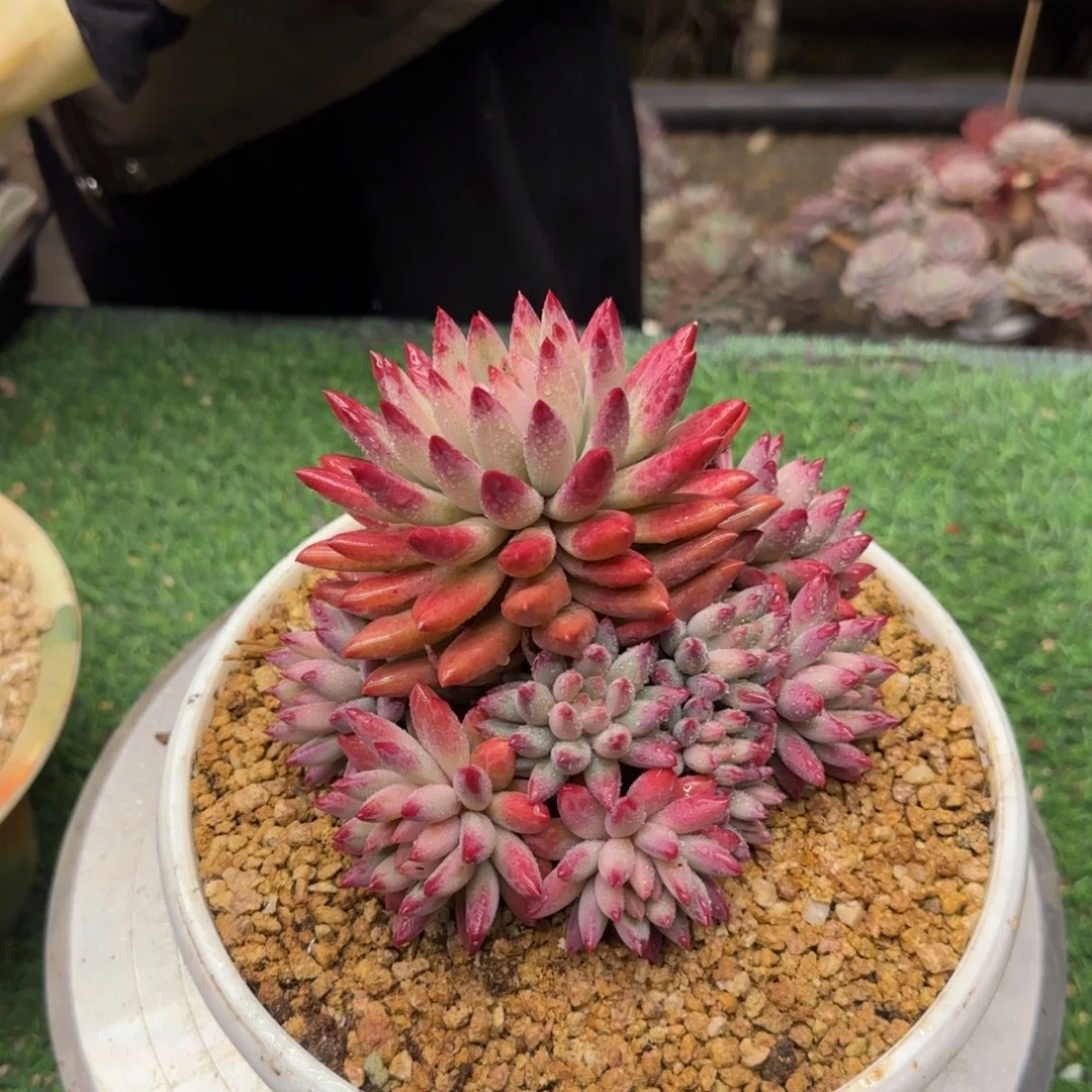 流沙虞美人0000002