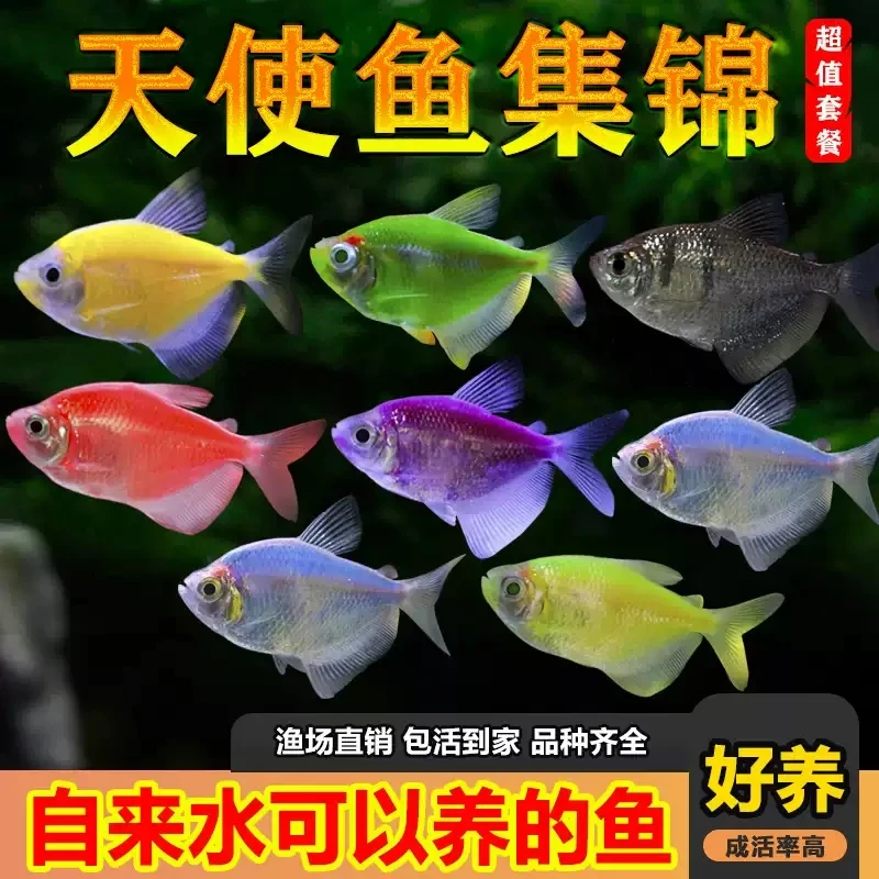 顺丰快递  3-4cm中号天使鱼