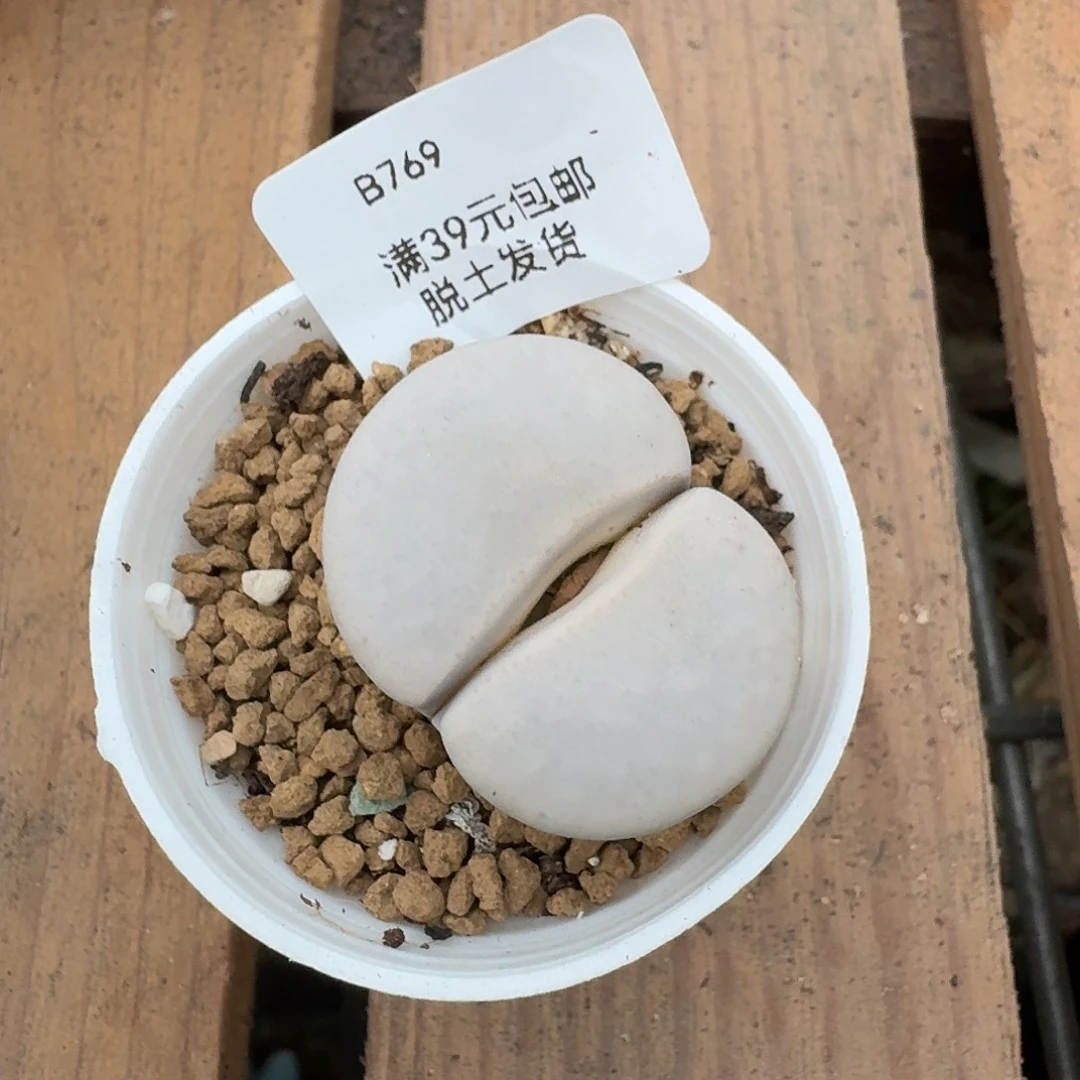 769多肉哈哈哈哈哈哈哈哈
