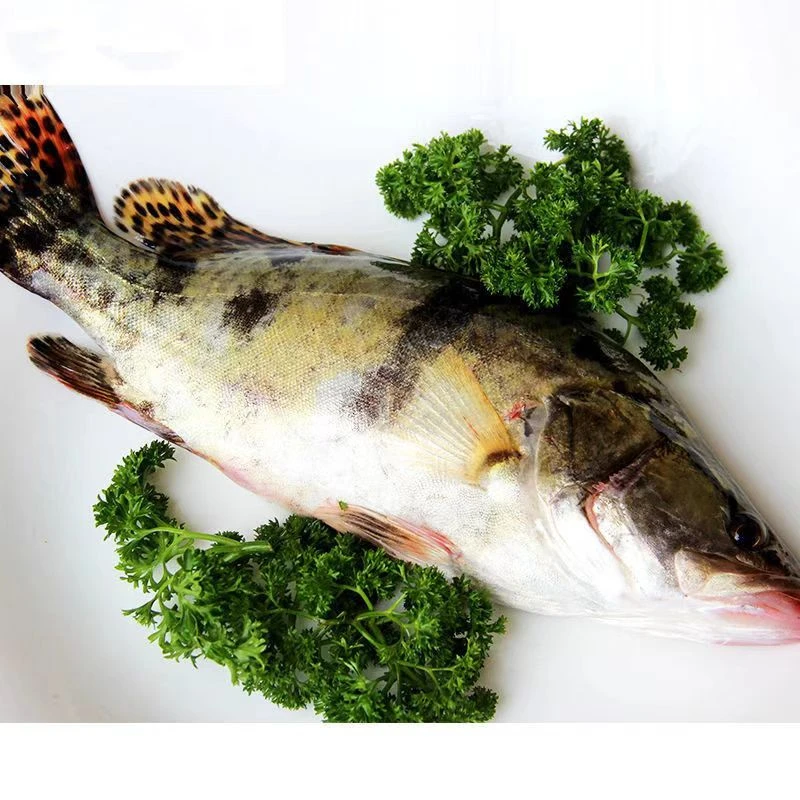 【每日新鲜】精选桂鱼一条 （1.2斤左右）
