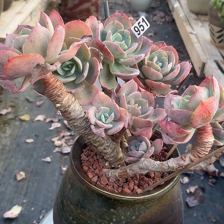 用****8951血凤脱土发货不退不换