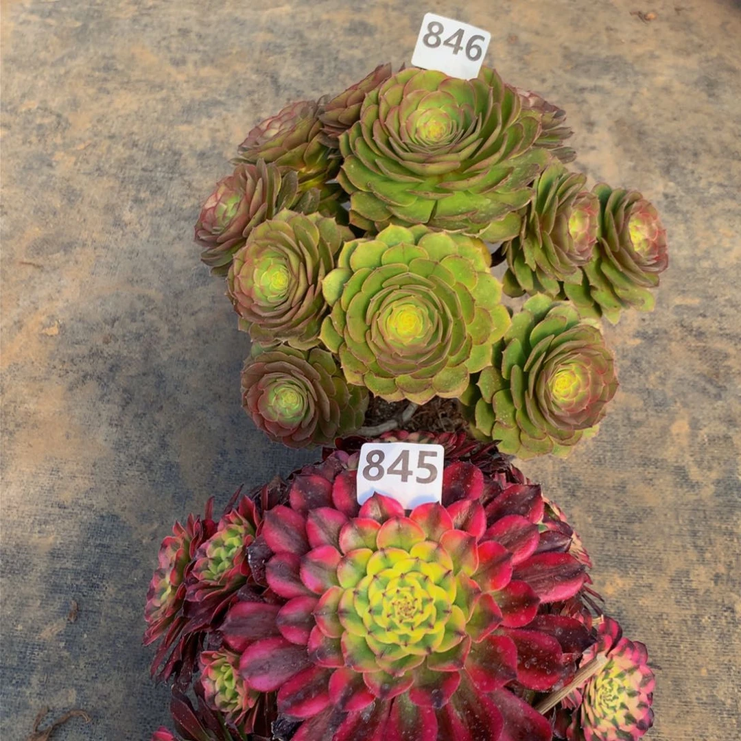 【闪购商品】原**草846。845