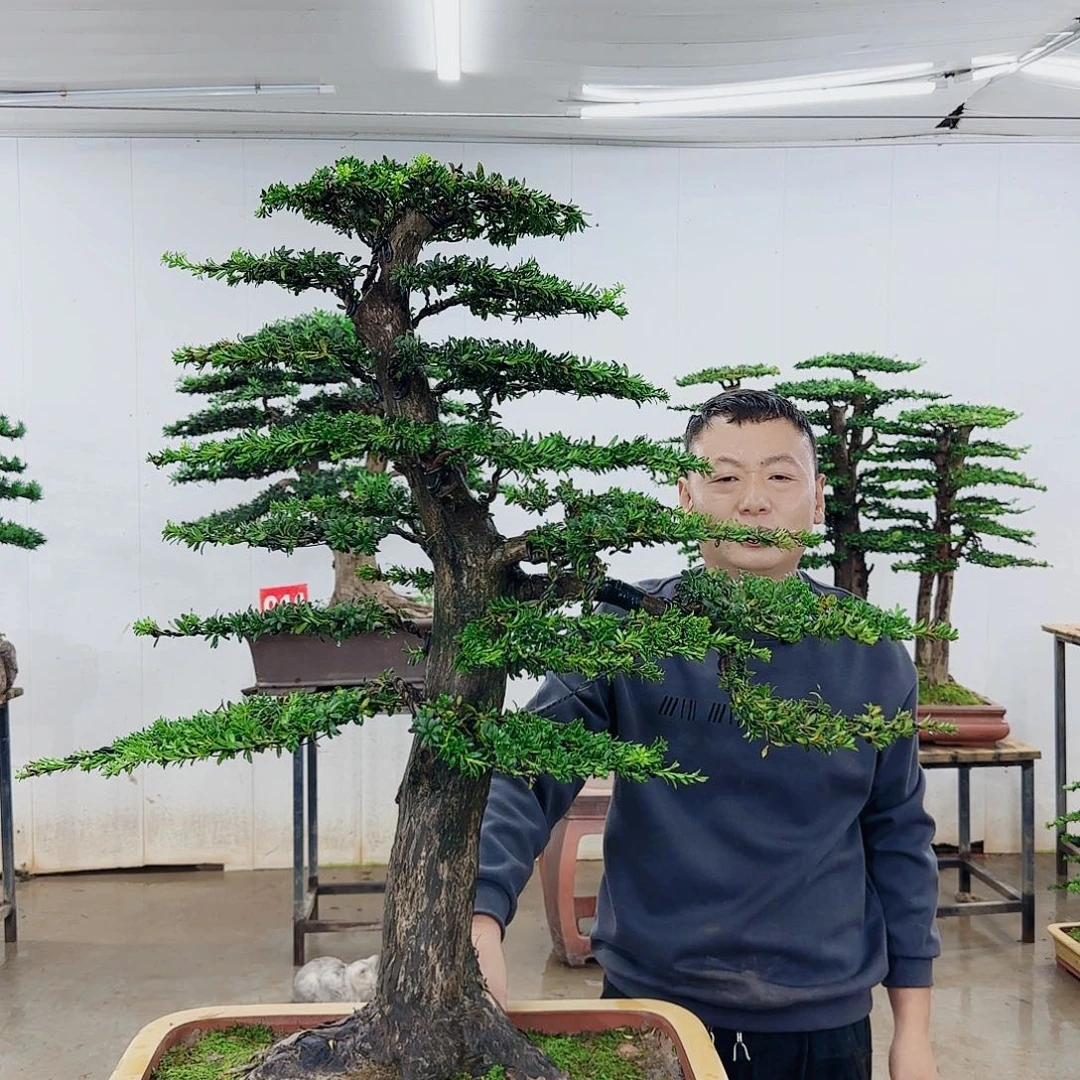 无花朵盆景园林……