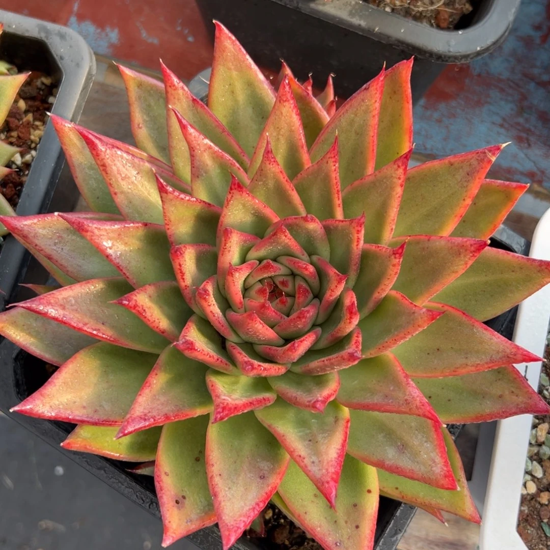 多肉植物一物一拍（58号）