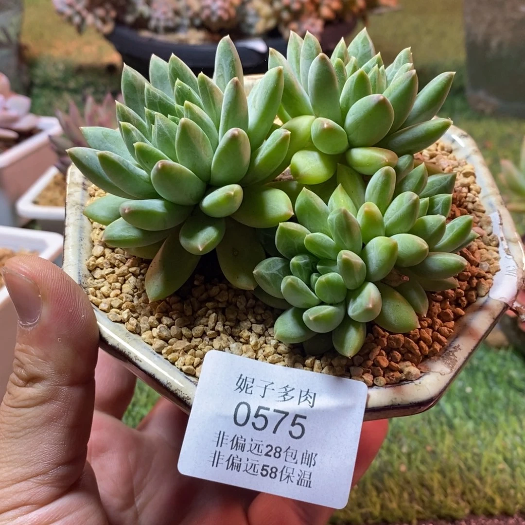 0575啊啊啊啊啊啊啊