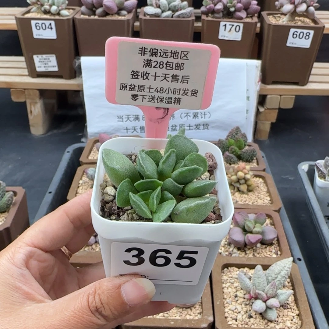 365绿豆糕多肉植物