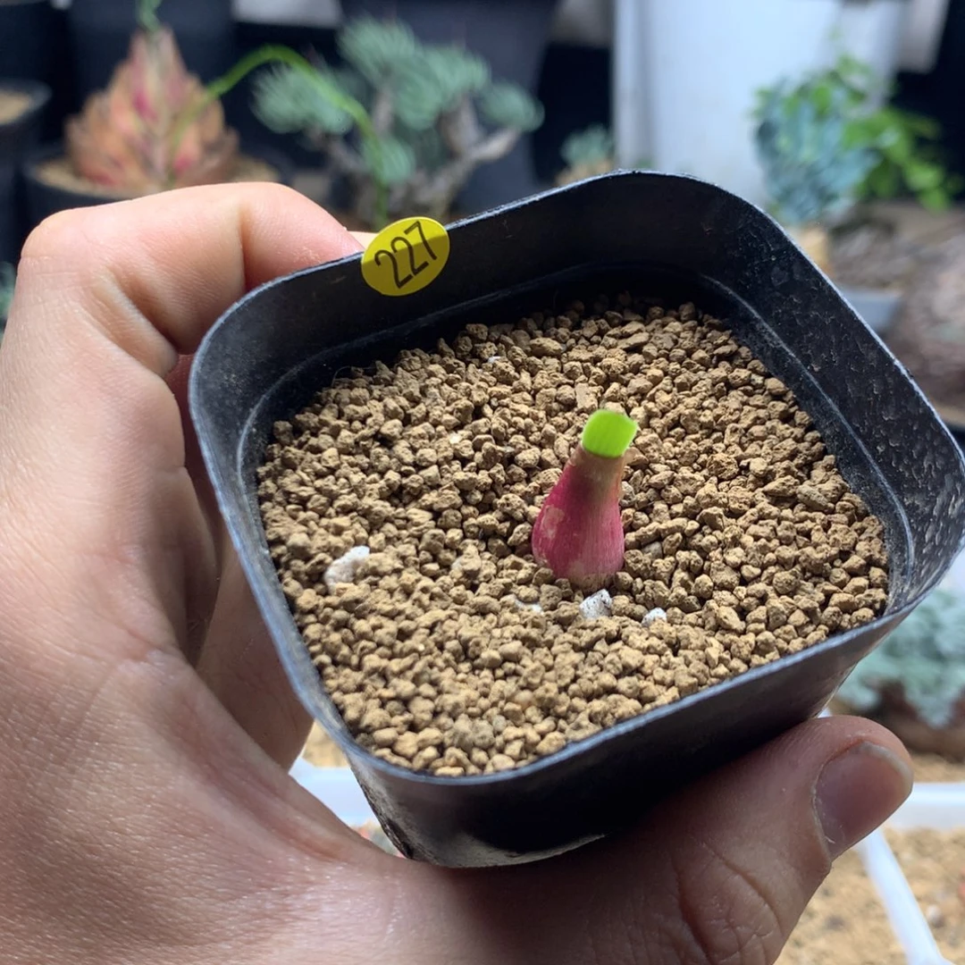 巨波叶雪莲带盆发货227