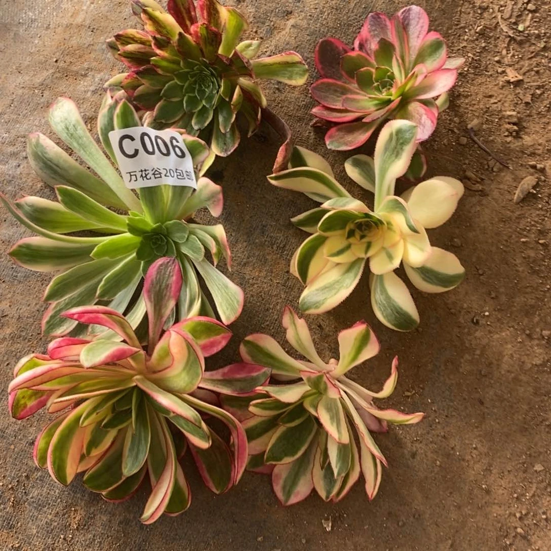 006六个砍头多肉植物