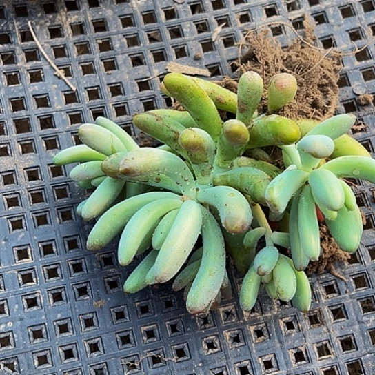 果冻乙女心一颗群生