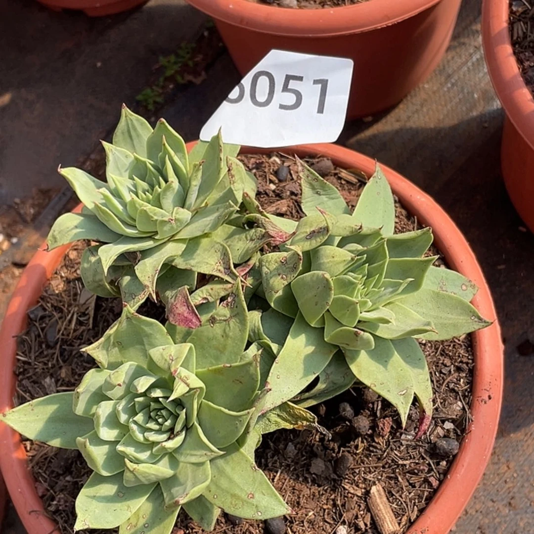 【闪购商品】绿体帕翠莎