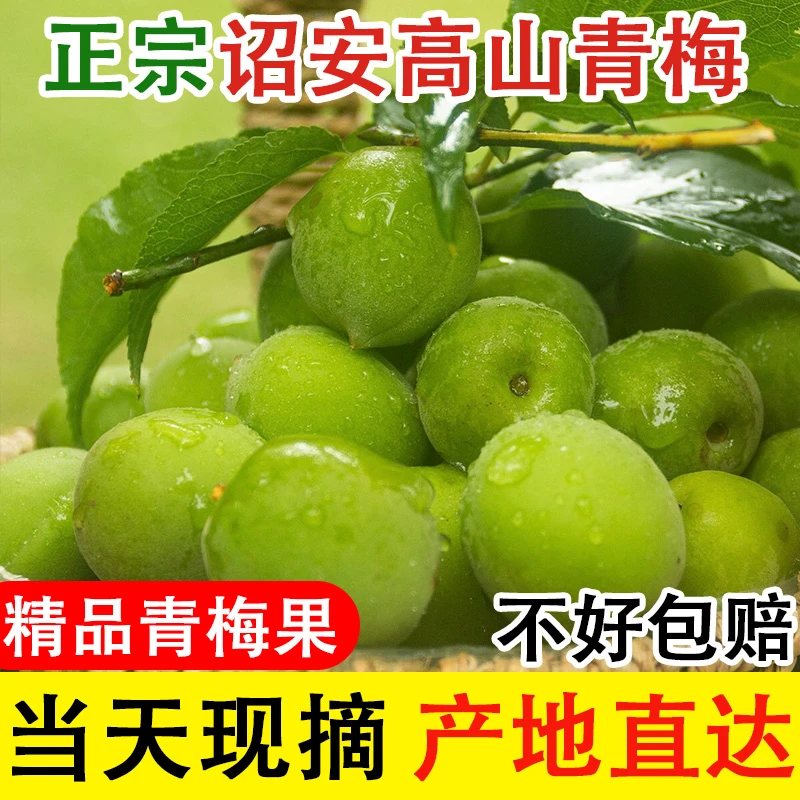 福建新鲜青梅鲜果精品大果现摘产地直销泡酒酸梅青梅果酵素