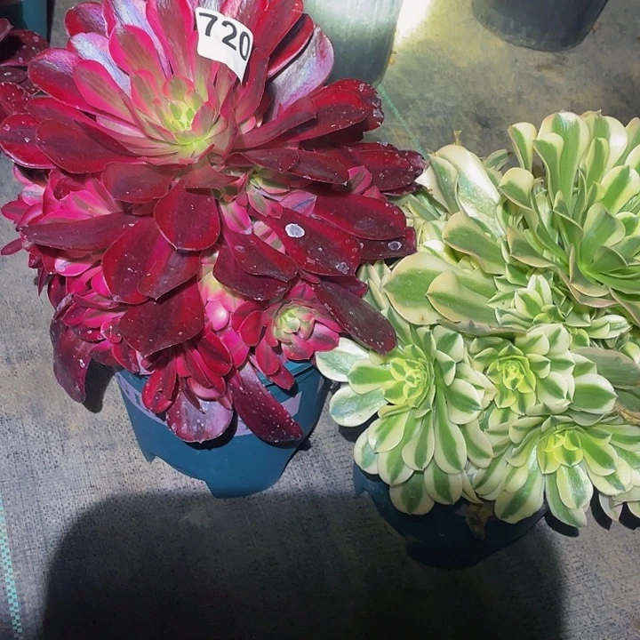 美杜莎➕绿豆沙组合720