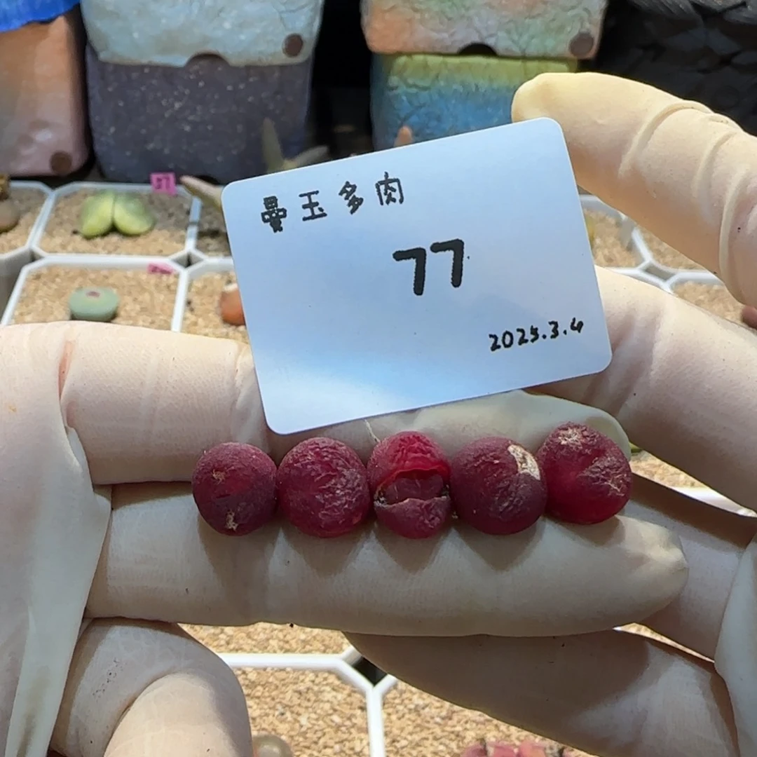 ?*棠多肉多肉多肉3.4-077