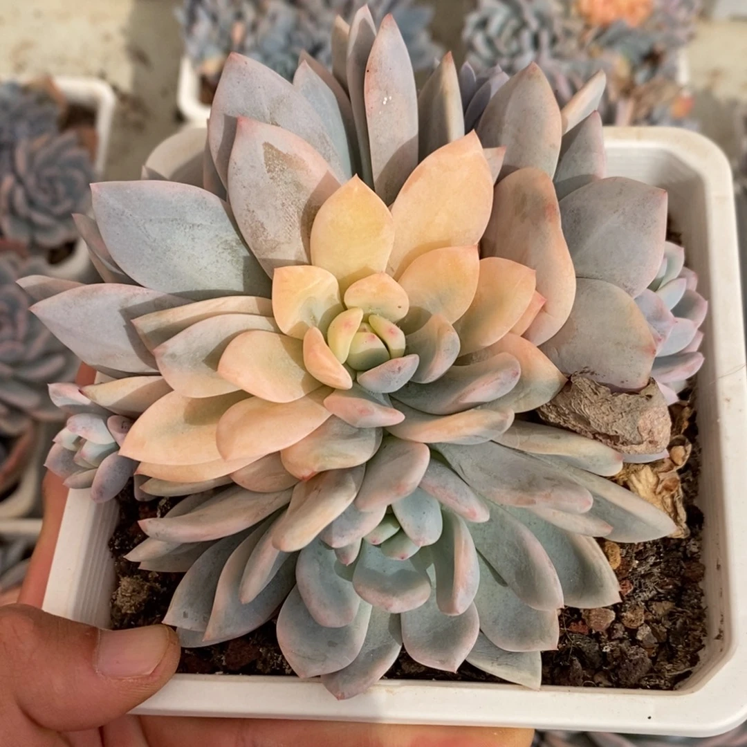 橙子多肉植物9273