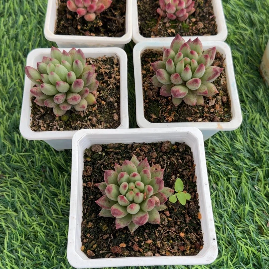 梦*锦安精品多肉植物433