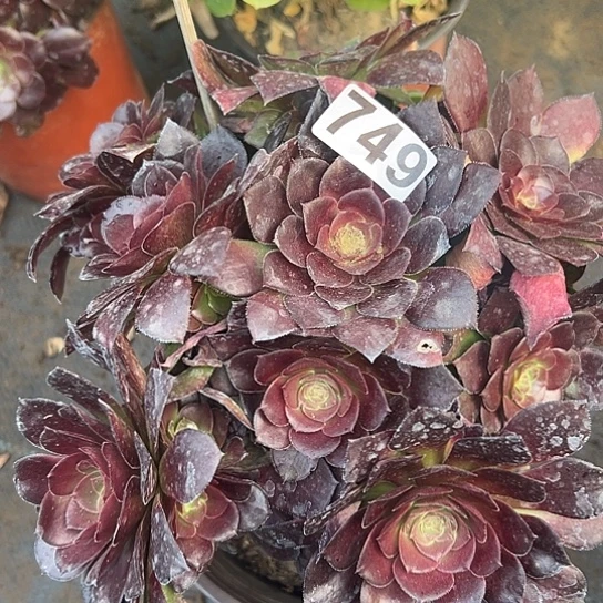 清***河多肉植物一个