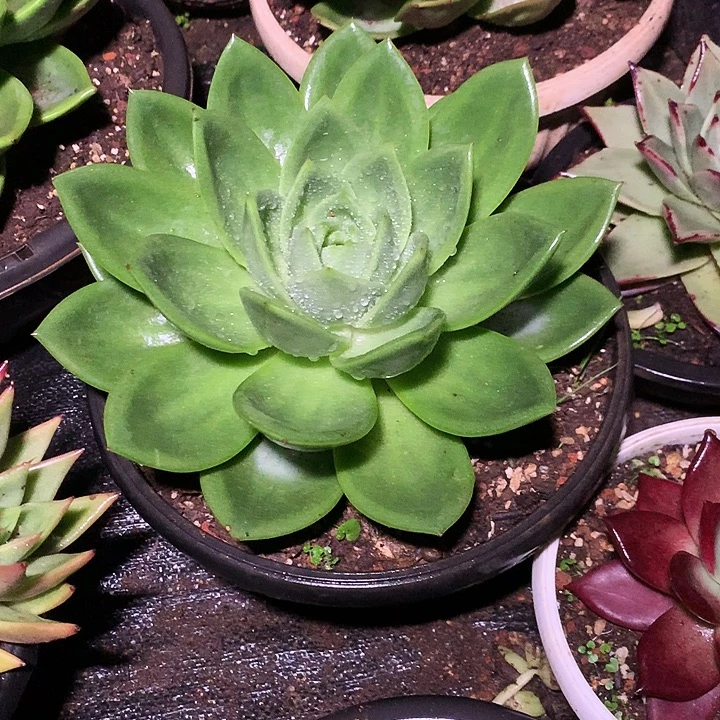 美肉特价活动开始啦